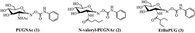 Computational Studies on the Potency and Selectivity of PUGNAc Derivatives Against GH3, GH20, and GH84 β-N-acetyl-D-hexosaminidases